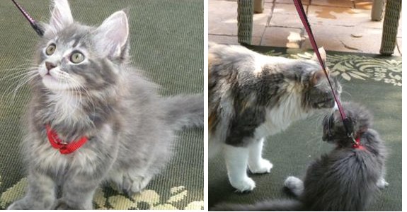 adorable maine coon kitten on leash and harness being trained.