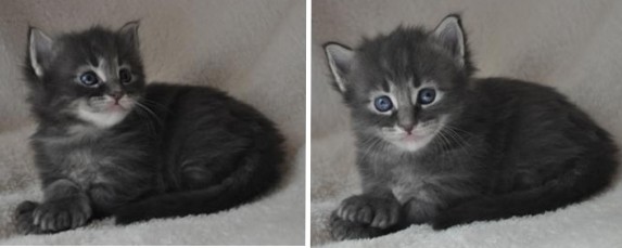Mr Buster professional photoshoot of small 3 week old blue tabby maine coon kitten.
