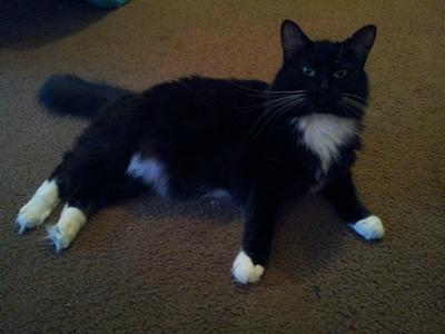 Ms. Kitty
