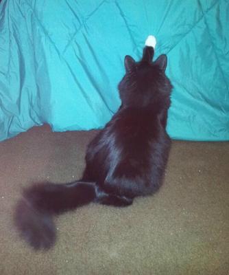 Ms. Kitty