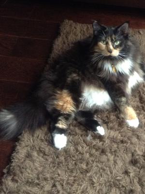 Miss Muffett