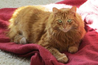 Mr. Muffin
