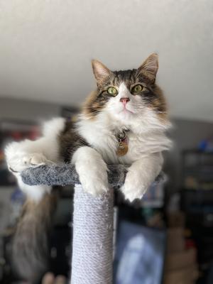 brown tabby and white maine coon mix
