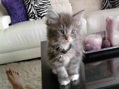 Munchkin