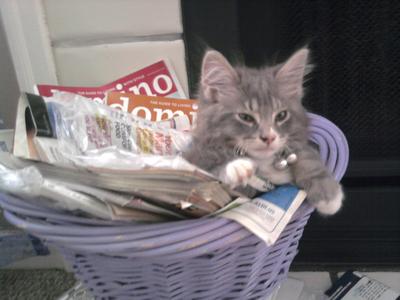 Munchkin