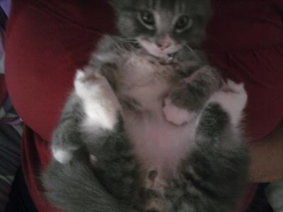 Munchkin