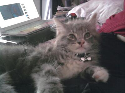 Munchkin