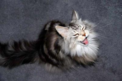 Murphy silver coon cat mid-meow with a smiling expression.