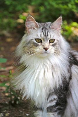Murphy beautiful silver male maine coon cat.