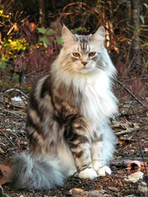 Murphy silver maine coon posing outdoors.