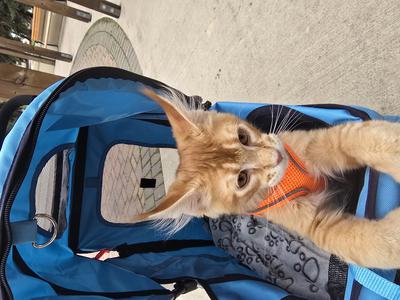Orange tabby kitten sitting inside a blue pet stroller.