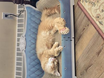 ginger long-haired kitten sleeping on a blue couch with polydactyl paw hanging down.