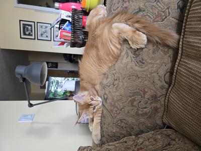 red tabby fluffy kitten resting across the arm of a sofa.