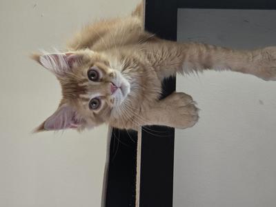 Orange tabby kitten perched with front paws hanging over a ledge.
