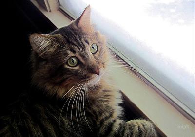 Murphy