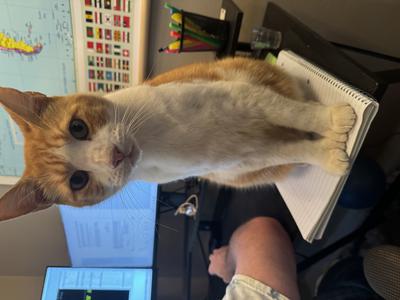 Murray shorthaired white and ginger cat on a desk.
