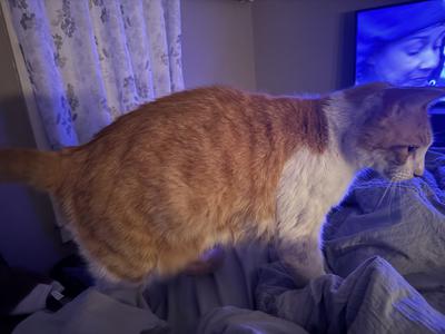 Murray side view of red tabby and white cat.