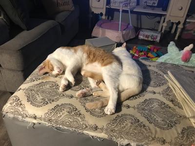 Murray two cats together on a bed.