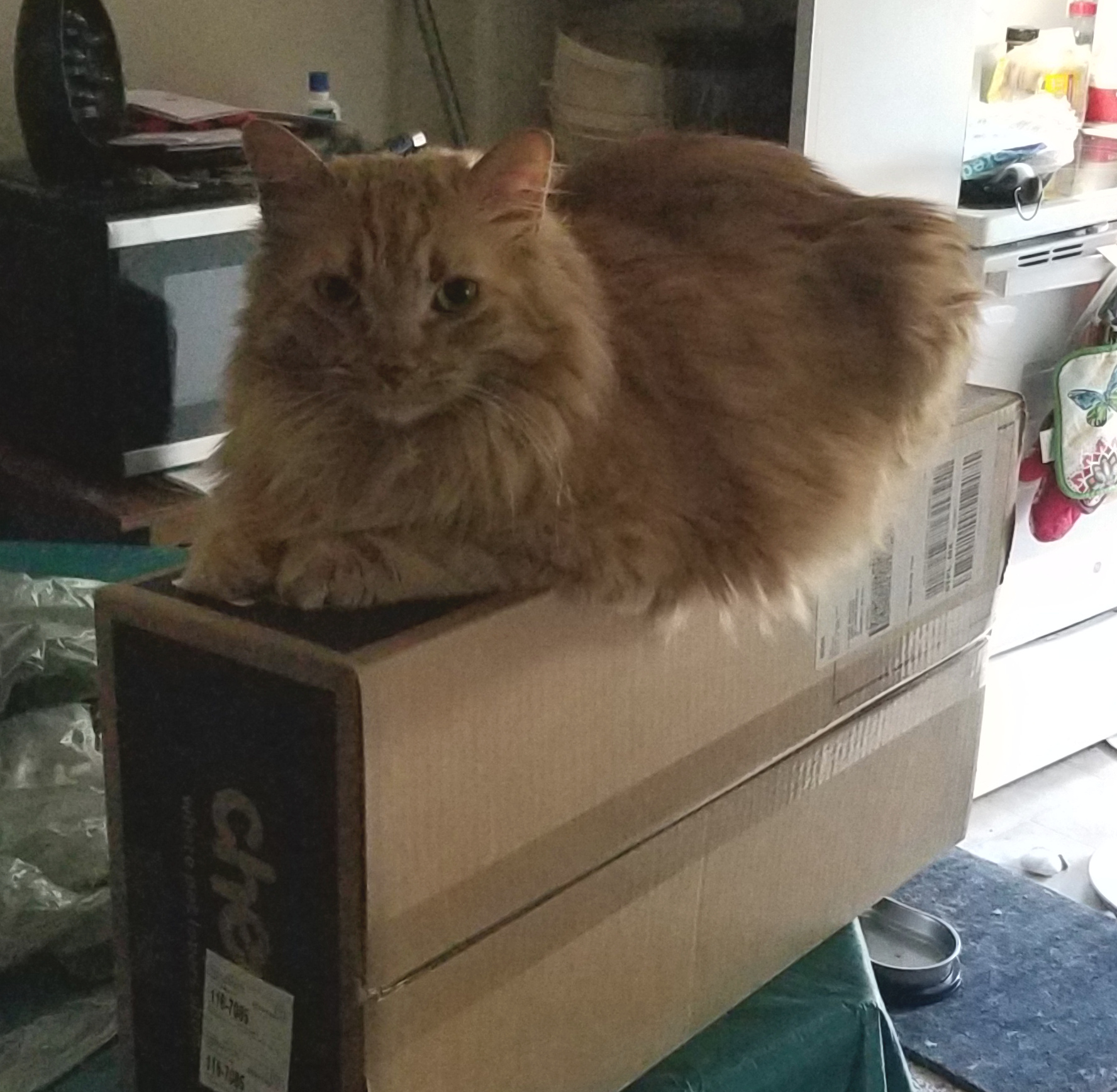 fluffy ginger kitty on a box