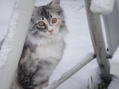 blue tortoiseshell and white female maine coon in the snow.