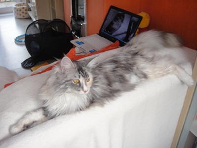 muska the tortie maine coon stretched out across the back of a couch.