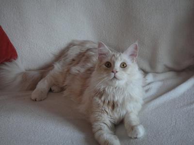red silver maine coon cat posing on a bed.