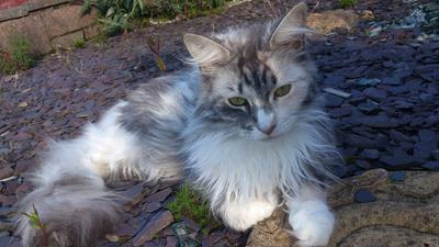 silver maine coon laying in a garden.