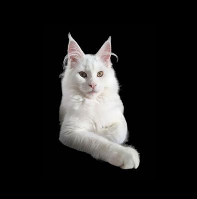 Mutzzie purebred white maine coon cat on black background.