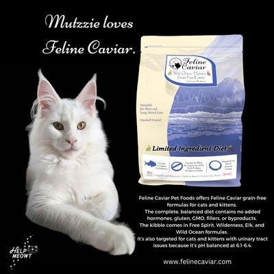 Mutzzie pure white maine coon posing next to a bag of cat food.