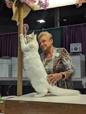 a judge at a cat show with a white maine coon cat reaching up a scratching post.