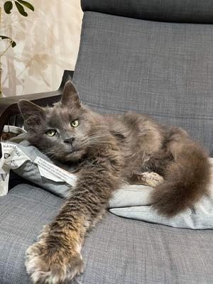 handsome solid grey maine coon cat with paw outstretched.