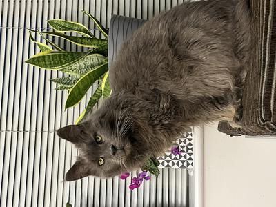 senior solid grey maine coon cat posing.