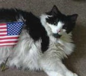 Oliver black and white cat
