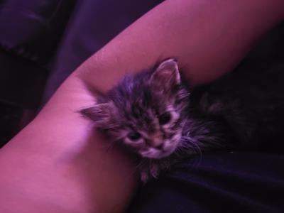 Pretty-Gurl cute young brown kitten.