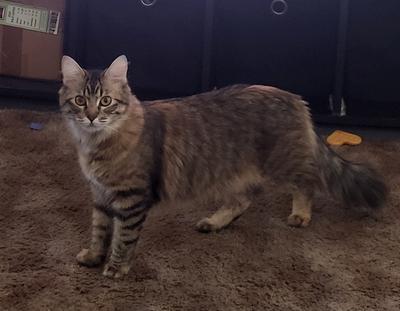 Pretty-Gurl brown tabby kitty with fluffy tail.