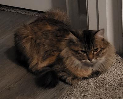 Pretty-Gurl brown tabby cat sitting loaf style near a doorway.