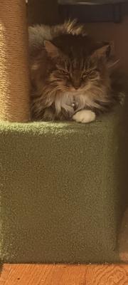 Sweetie is patiently waiting for me to sit down with her. This is during the time that she was separated from Buddy.