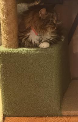 She’s beginning to get comfortable, she had been sleeping in a corner.