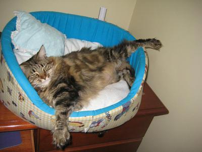 Mylla and Hugo, two cats sleeping together