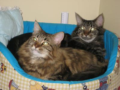 Mylla and Hugo, two cats sleeping together