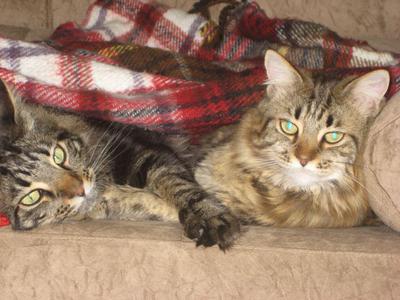 Mylla and Hugo, two cats sleeping together