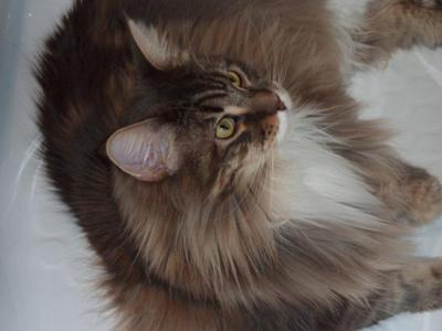 Mylo
