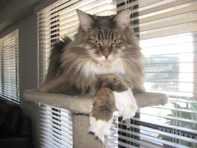 Mylo