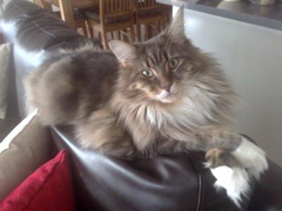 Mylo