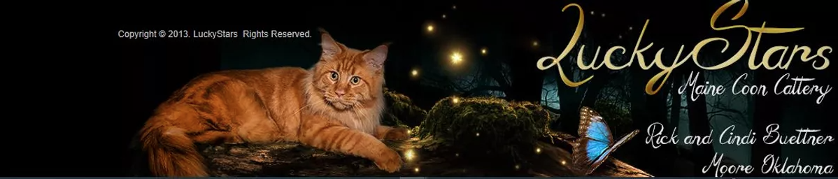 lucky stars cattery banner