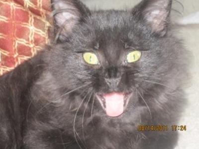 black maine coon kitten