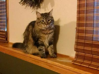 Nala