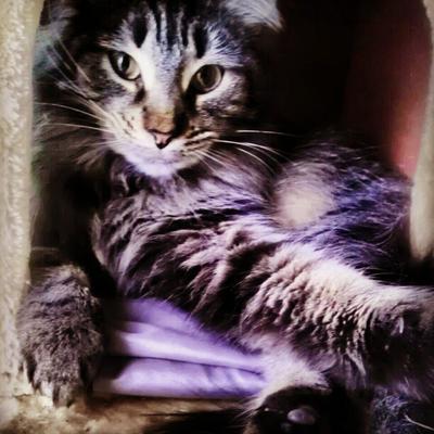 Nala