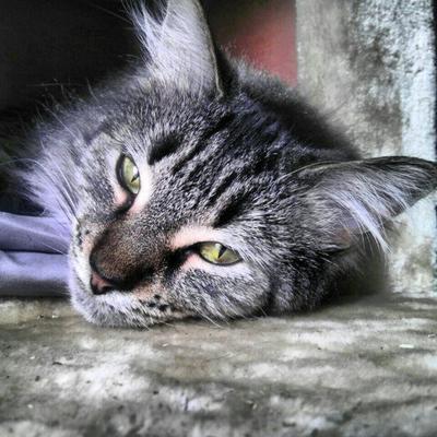 Nala