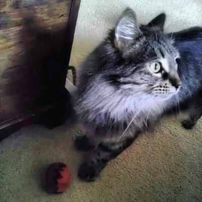Nala